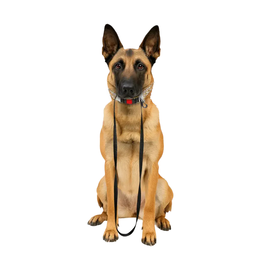 Premium Dog Training Leads collars and harnesses – Page 2 – GappayUK LTD